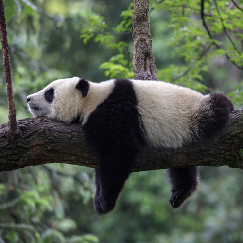 panda-bear-sleeping-on-tree-branch